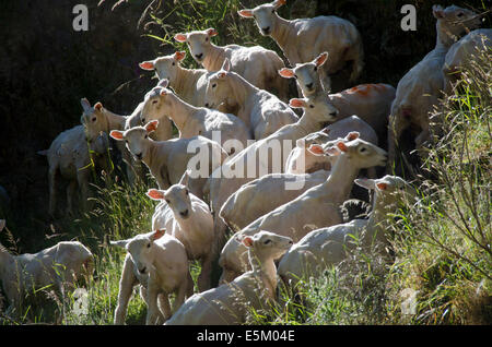 Moutons sur la colline, Belmont Regional Park, Wellington, Île du Nord, Nouvelle-Zélande Banque D'Images