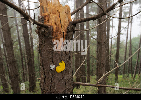 Myxomycète jaune champignon sur souche d'arbre mort pin de Corse, Pays de Galles, Royaume-Uni Banque D'Images