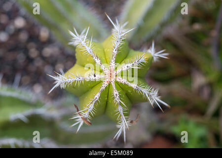 Cactus géant mexicain ou Cardón (Pachycereus pringlei) originaire d'Amérique du Nord Banque D'Images