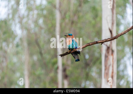 Rouleau (Coracias benghalensis indiens) sur une branche, le Parc National de Nagarhole, Karnataka, Inde Banque D'Images