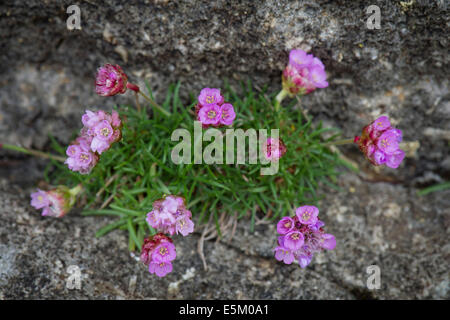 L'économie, ou la mer Sea Thrift Armeria maritima (rose), îles Féroé, Danemark Banque D'Images