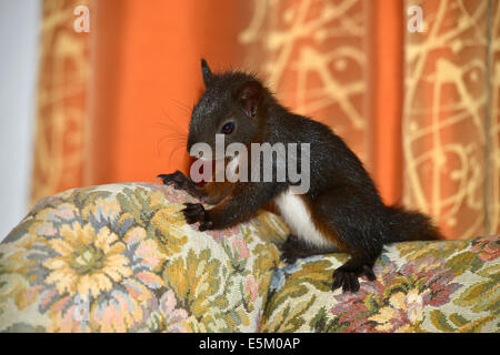 Eurasian Écureuil roux (Sciurus vulgaris), élevés en main, Tyrol, Autriche Banque D'Images