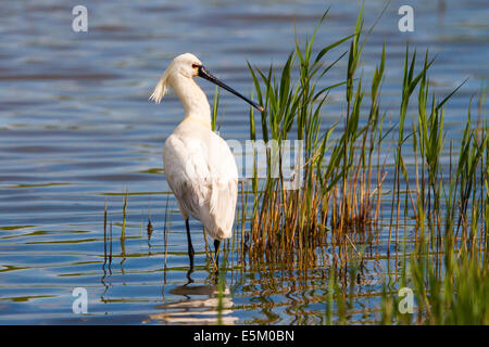 Spatule blanche (Platalea leucorodia) dans son habitat, Texel, Hollande du Nord, Pays-Bas Banque D'Images