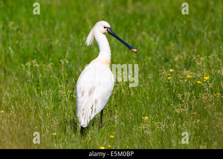 Spatule blanche (Platalea leucorodia), Texel, Hollande du Nord, Pays-Bas Banque D'Images