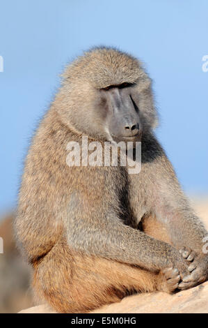 Babouin Anubis babouin Olive ou (Papio anubis), homme, l'Afrique Banque D'Images