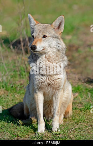 Le chacal doré, le Chacal commun ou l'Asiatique Jackal (Canis aureus), l'Inde, l'Asie Banque D'Images