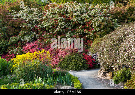 Jardin de Bodnant, Conwy, Pays de Galles. Les azalées et rhododendrons en pleine floraison au printemps Banque D'Images