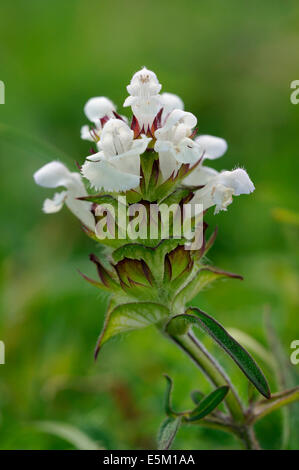Cut-leaved Selfheal - Prunella laciniata white flower meadow Banque D'Images
