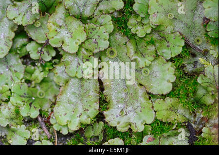 L'hépatique commune ou parapluie Marchantia polymorpha (hépatique), Nordrhein-Westfalen, Allemagne Banque D'Images