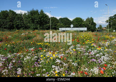 Un rond-point semé de fleurs sauvages sur la A49 près de Whitchurch à Shropshire, Royaume-Uni, en pleine floraison en été Banque D'Images