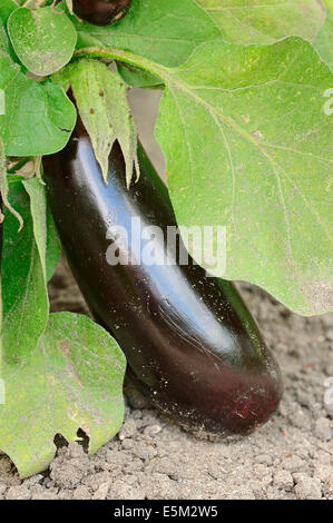 Aubergine, aubergine ou le jardin (Solanum melongena) oeufs, fruits Banque D'Images