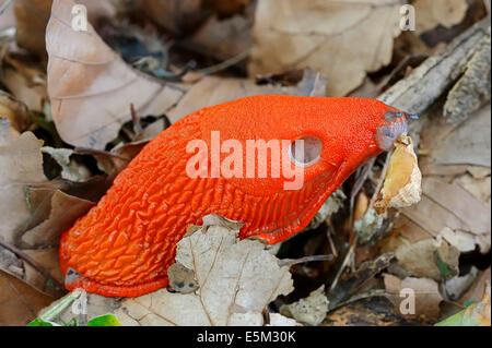 Grande Limace rouge ou rouge plus grande sauteuse (Arion rufus) alimentation d'un champignon, Rhénanie du Nord-Westphalie, Allemagne Banque D'Images