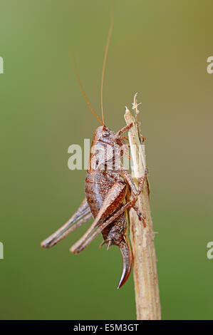 The Bush-cricket (Pholidoptera griseoaptera), femme, Rhénanie du Nord-Westphalie, Allemagne Banque D'Images