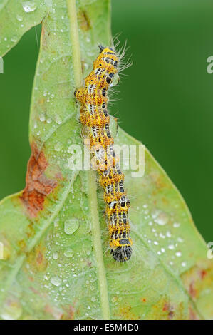 Buff-tip (Phalera bucephala), Caterpillar, Rhénanie du Nord-Westphalie, Allemagne Banque D'Images