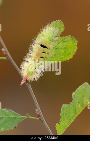 Houppes pâle (Dasychira pudibunda, Calliteara pudibunda, Elkneria pudibunda), Caterpillar, Rhénanie du Nord-Westphalie, Allemagne Banque D'Images