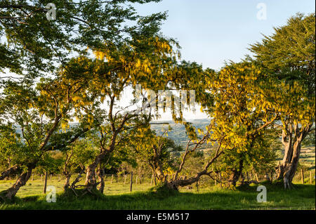 (Laburnum Laburnum anagyroides), également appelé Chaîne d'or qui poussent à l'état sauvage dans une ancienne couverture en pays de Galles, Royaume-Uni Banque D'Images