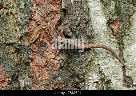 Lézard vivipare lézard ou commun (Zootoca vivipara, Lacerta vivipara), Nordrhein-Westfalen, Allemagne Banque D'Images