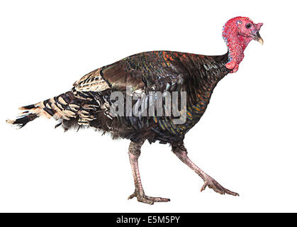 La Turquie bird isolé sur fond blanc Banque D'Images