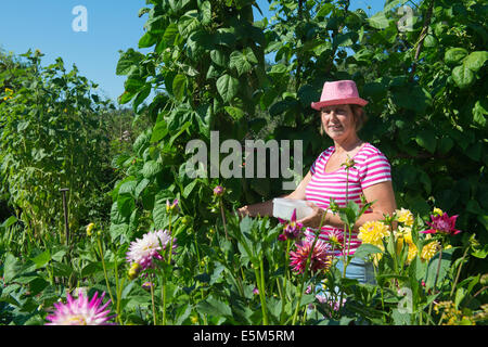 Femme travaillant dans potager avec Dahlia fleurs Banque D'Images