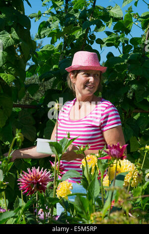 Femme travaillant dans potager avec Dahlia fleurs Banque D'Images