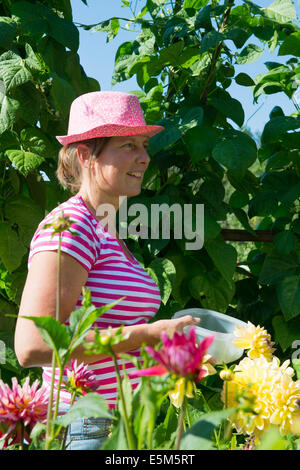 Femme travaillant dans potager avec Dahlia fleurs Banque D'Images