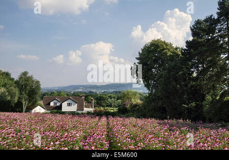 Un champ de l'échinacée (Echinacea angustifolia) pour les soins de la peau, un Herbfarmacy à Herb Farm dans le Herefordshire, UK Banque D'Images