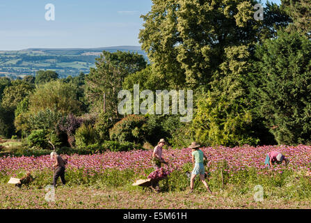 La récolte l'échinacée (Echinacea angustifolia) à Herbfarmacy, une herbe farm dans le Herefordshire, UK Banque D'Images