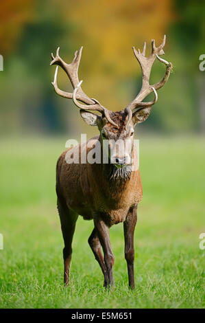 Red Deer (Cervus elaphus) stag, Rhénanie du Nord-Westphalie, Allemagne Banque D'Images