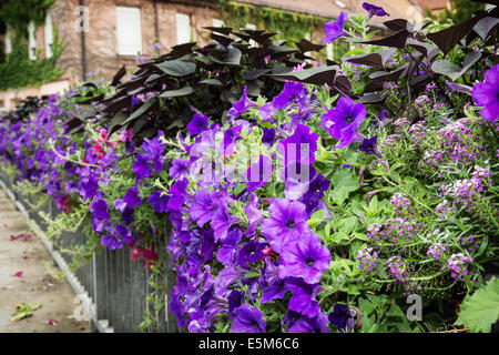 Parterre de fleurs violettes sur une balustrade métallique dans le centre-ville historique. Banque D'Images