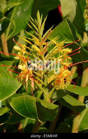 Kahili Ginger ou gingembre Lily (Hedychium gardnerianum) Banque D'Images