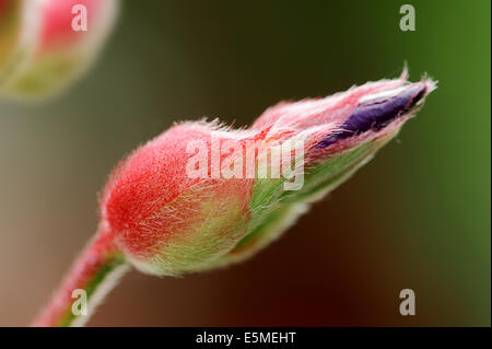 La princesse fleur ou fleur de gloire (Tibouchina urvilleana), Blossom bud Banque D'Images