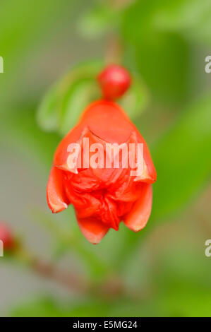 Grenadier nain Punica granatum (var. nana), fleur Banque D'Images