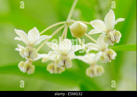 Narrow-Leaf, Bush Coton Coton Ballon Bush, l'Asclépiade ou usine Swan (Gomphocarpus fruticosus, Asclepias fruticosa), fleurs Banque D'Images