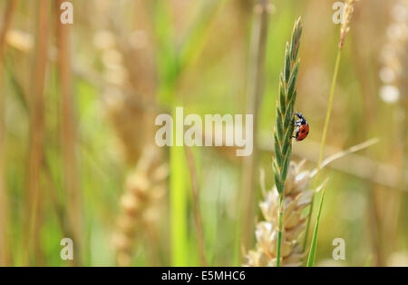 Septième place ladybird ladybug ou grimpe un chef de semence d'herbe dans un champ de blé Banque D'Images