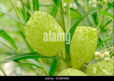 Narrow-Leaf, Bush Coton Coton Ballon Bush, l'Asclépiade ou usine Swan (Gomphocarpus fruticosus, Asclepias fruticosa), fruits Banque D'Images