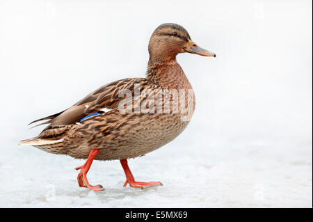 Le Canard colvert (Anas platyrhynchos), femme en hiver, en Rhénanie du Nord-Westphalie, Allemagne Banque D'Images