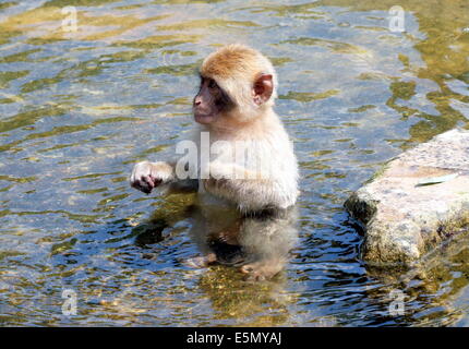 Macaque de Barbarie juvénile ou Barbary ape (Macaca sylvanus) dans l'eau de baignade Banque D'Images