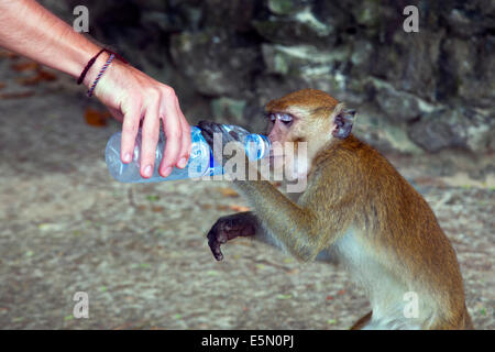 Manger du crabe fasdicularis Macaque Macaca contact avec la Thaïlande du sud Banque D'Images