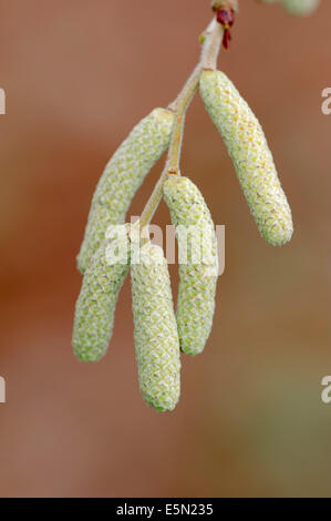 Le noisetier (Corylus avellana), homme chatons, Rhénanie du Nord-Westphalie, Allemagne Banque D'Images