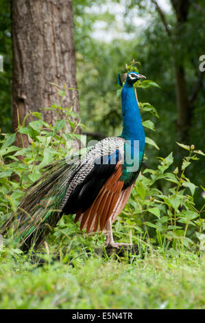 Paon sauvage en forêt, Kerala Inde Banque D'Images