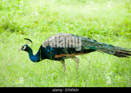 L'Inde kerala paon sauvage Banque D'Images
