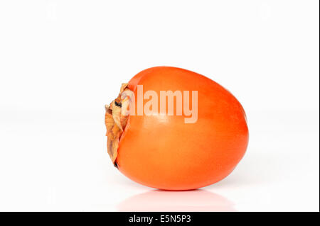 Japanese persimmon, Oriental ou kaki Kaki kaki (Diospyros kaki) Banque D'Images