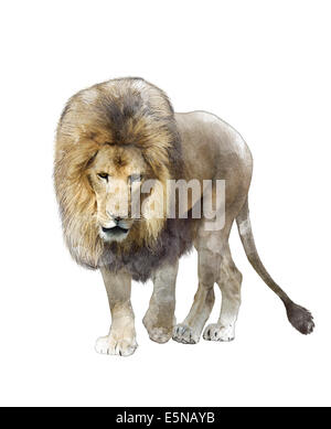 Aquarelle peinture digitale de Lion marche isolé sur fond blanc Banque D'Images