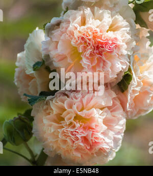 Fleurs très doubles rose trémière abricot Banque D'Images