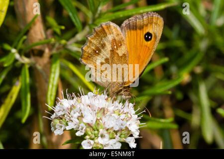 Pyronia tithonus Gatekeeper (papillon) sur fleur de marjolaine Banque D'Images