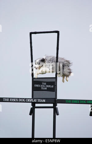 Chien sautant hoop de feu dans le cadre d'une équipe de démonstration de chien Banque D'Images