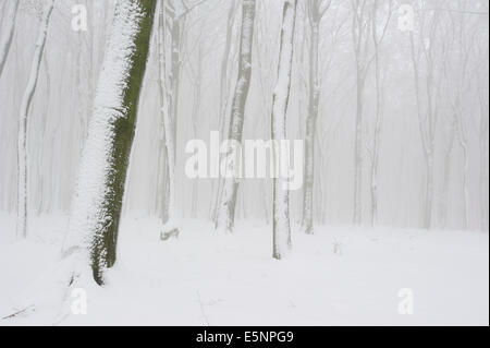 Le hêtre ou hêtre commun forêt en hiver (Fagus sylvatica), Nordrhein-Westfalen, Allemagne Banque D'Images