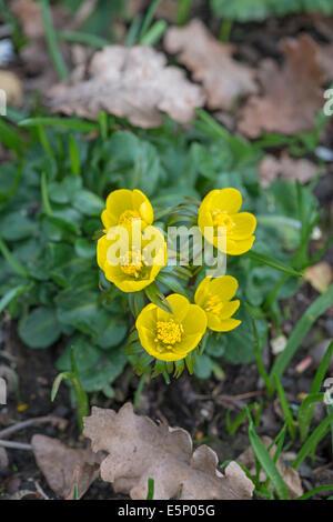 Eranthis hyemalis Aconit d'hiver : Banque D'Images