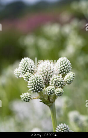 Eryngium yuccifolium fleurs. Banque D'Images