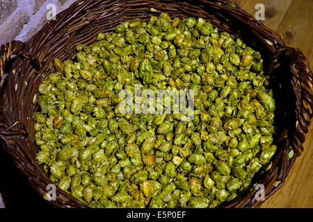 Panier de fleurs de houblon récolté dans le musée du houblon sur la culture et l'utilisation de houblon à Poperinge, Flandre orientale, Belgique Banque D'Images